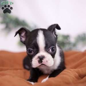 Fred (Tiny), Boston Terrier Puppy